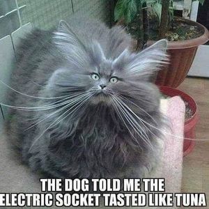 Meet your Posher, Michael